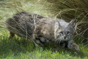 Pampas cat (Leopardus colocola) La Pampa Province, Argentina Pampas cat (Leopardus colocola) La Pampa Province, Argentina
