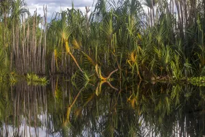 Pandan (Pandanus sp.) growing in the Sabangau River, Central Kalimantan, Indonesia Pandan (Pandanus sp.) growing in the Sabangau River, Central Kalimantan, Indonesia