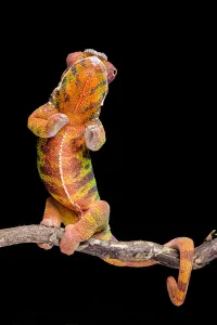 Panther chameleon (Furcifer pardalis) rearing up, on black background, Diego Suarez Panther chameleon (Furcifer pardalis) rearing up, on black background, Diego Suarez