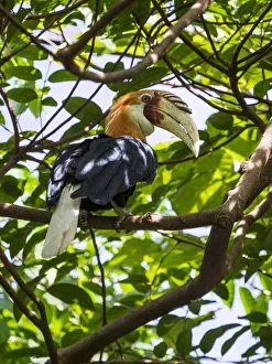 Papuan hornbill (Rhyticeros plicatus) male perched in tree. Papua New Guinea Papuan hornbill (Rhyticeros plicatus) male perched in tree. Papua New Guinea