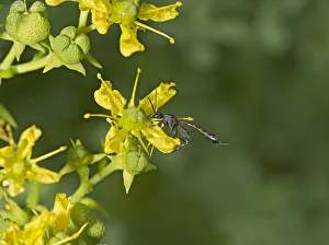 Parasitic wasp (Gasteruption assectator) nectaring on Common rue (Ruta graveolens) Parasitic wasp (Gasteruption assectator) nectaring on Common rue (Ruta graveolens)