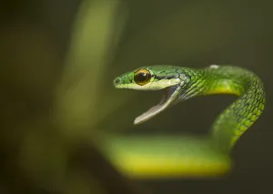 Parrot snake (Leptophis ahaetulla) in aggressive pose with mouth open. Costa Rica Parrot snake (Leptophis ahaetulla) in aggressive pose with mouth open. Costa Rica