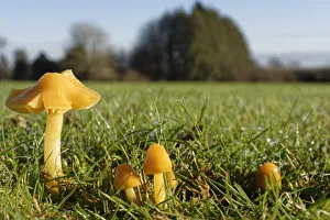 Parrot waxcap (Hygrocybe psittacina) clump growing on a golf course, Box, Wiltshire, UK Parrot waxcap (Hygrocybe psittacina) clump growing on a golf course, Box, Wiltshire, UK