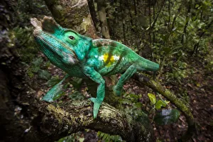Parsons Chameleon (Calumma parsonii) climbing in rainforest understorey Parsons Chameleon (Calumma parsonii) climbing in rainforest understorey