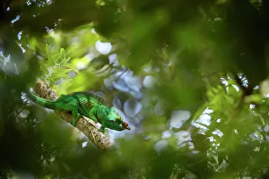 Parsons chameleon (Calumma parsonii), male hunting in forest canopy. Mitsinjo Forest Parsons chameleon (Calumma parsonii), male hunting in forest canopy. Mitsinjo Forest