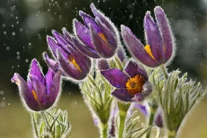 Pasque flowers (Pulsatilla vulgaris) in rain, Lorraine, France, April Pasque flowers (Pulsatilla vulgaris) in rain, Lorraine, France, April