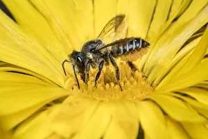 Patchwork leafcutter bee (Megachile centuncularis) feeding from Common marigold Patchwork leafcutter bee (Megachile centuncularis) feeding from Common marigold