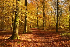 Path through Beech (Fagus sylvatica) woodland in autumn, Wickham, Hampshire, England, UK Path through Beech (Fagus sylvatica) woodland in autumn, Wickham, Hampshire, England, UK