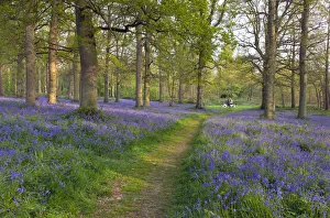 Path through Blickling Great Wood with Bluebells (Hyacinthoides non-scripta) in flower, UK, April Path through Blickling Great Wood with Bluebells (Hyacinthoides non-scripta) in flower, UK, April