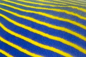 Detail of pattern of an adult Emperor angelfish (Pomacanthus imperator) Seraya, Tulamben Detail of pattern of an adult Emperor angelfish (Pomacanthus imperator) Seraya, Tulamben