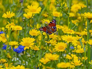 Peacock butterflies (Inachis io) feeding on corn marigolds (Glebionis segetum) Peacock butterflies (Inachis io) feeding on corn marigolds (Glebionis segetum)