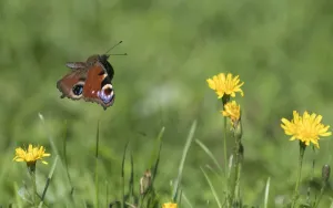 Peacock butterfly (Aglais io) flying over flowers. Finland. August Peacock butterfly (Aglais io) flying over flowers. Finland. August
