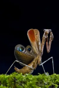 Peacock mantis (Pseudempusa pinnapavonis) in defensive posture; captive occurs in Burma Peacock mantis (Pseudempusa pinnapavonis) in defensive posture; captive occurs in Burma