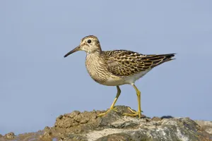 Pectoral sandpiper (Calidris melanotos) juvenile feeding around edge of shallow flood Pectoral sandpiper (Calidris melanotos) juvenile feeding around edge of shallow flood