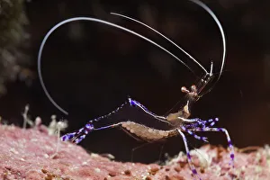 Pederson cleaner shrimp (Periclimenes pedersoni), Cienaga de Zapata National Park Pederson cleaner shrimp (Periclimenes pedersoni), Cienaga de Zapata National Park