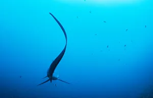 Pelagic thresher shark (Alopias pelagicus) cleaned by a Bluestreak cleaner wrasse Pelagic thresher shark (Alopias pelagicus) cleaned by a Bluestreak cleaner wrasse