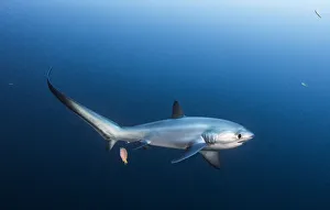 Pelagic thresher shark (Alopias pelagicus) being cleaned by a bluestreak cleaner wrasse Pelagic thresher shark (Alopias pelagicus) being cleaned by a bluestreak cleaner wrasse