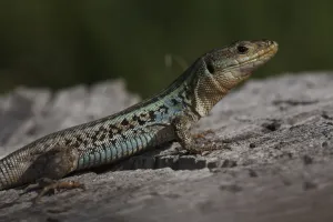 Peloponnese wall lizard (Podarcis peloponnesiacus) on rock, The Peloponnese, Greece Peloponnese wall lizard (Podarcis peloponnesiacus) on rock, The Peloponnese, Greece