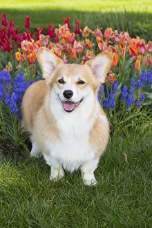 Popular themes/happy/pembrokeshire welsh corgi spring flowers Popular themes/happy/pembrokeshire welsh corgi spring flowers