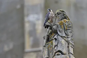 Peregrine (Falco peregrinus peregrinus) on statue at Norwich Cathedral, Norfolk Peregrine (Falco peregrinus peregrinus) on statue at Norwich Cathedral, Norfolk