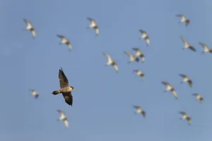 Peregrine falcon (Falco peregrinus) in flight over marshes with Golden plovers also in sky Peregrine falcon (Falco peregrinus) in flight over marshes with Golden plovers also in sky