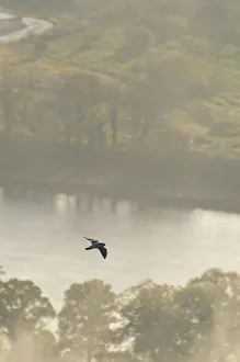 Peregrine Falcon (Falco peregrinus) in flight over the River Tay Peregrine Falcon (Falco peregrinus) in flight over the River Tay