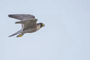 Peregrine falcon (Falco peregrinus) in flight with open beak. The Netherlands. May Peregrine falcon (Falco peregrinus) in flight with open beak. The Netherlands. May