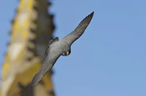 Peregrine falcon (Falco peregrinus) in flight, Barcelona, Spain, April Peregrine falcon (Falco peregrinus) in flight, Barcelona, Spain, April
