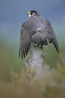 Peregrine falcon perched wings open {Falco peregrinus} Scotland, UK Peregrine falcon perched wings open {Falco peregrinus} Scotland, UK