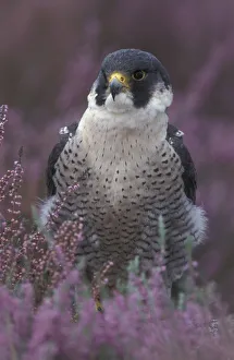 Peregrine falcon portrait in Heather {Falco peregrinus} UK Peregrine falcon portrait in Heather {Falco peregrinus} UK