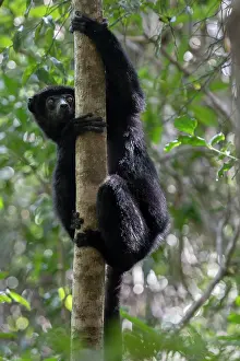 Critically Endangered Primates Prints: Perrier's sifaka (Propithecus perrieri) climbing up tree