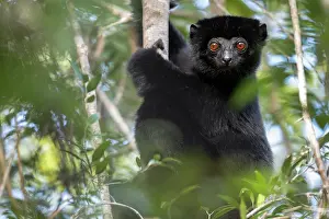 Critically Endangered Animals Prints: Perrier's sifaka (Propithecus perrieri) sitting in tree