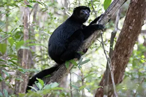 Endangered Species In Africa Prints: Perrier's sifaka (Propithecus perrieri) sitting in tree