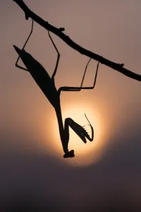 Peruvian mantis (Oxyopsis peruviana) silhouette with sun behind, captive, occurs in South America Peruvian mantis (Oxyopsis peruviana) silhouette with sun behind, captive, occurs in South America