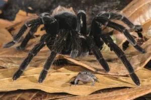 Peruvian Tarantula (Pamphobeteus sp.) adult, walking over Humming Frog (Chiasmocleis Peruvian Tarantula (Pamphobeteus sp.) adult, walking over Humming Frog (Chiasmocleis