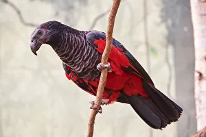 Pesquets parrot (Psittrichas fulgidus) perched on branch. Beauval Zoo Parc, France Pesquets parrot (Psittrichas fulgidus) perched on branch. Beauval Zoo Parc, France
