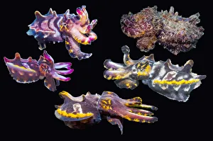 Pfeffer's flamboyant cuttlefish (Metasepia pfefferi) composite image on black background showing colour variations Pfeffer's flamboyant cuttlefish (Metasepia pfefferi) composite image on black background showing colour variations