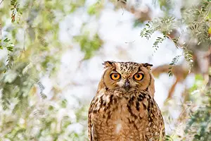 Middle East Wildlife Images Prints: Pharaoh eagle owl (Bubo ascalaphus) portrait, Al Qudra, Dubai, UAE