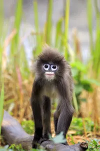 Phayres leaf monkey or Phayres langur (Trachypithecus phayrei) , Tripura state Phayres leaf monkey or Phayres langur (Trachypithecus phayrei) , Tripura state
