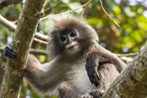 Phayres leaf monkey (Trachypithecus phayrei) portrait, Tripura state, India Phayres leaf monkey (Trachypithecus phayrei) portrait, Tripura state, India