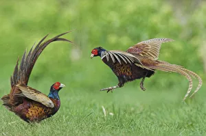 Pheasant {Phasianus colchicus} males fighting over territory, Norfolk, UK Pheasant {Phasianus colchicus} males fighting over territory, Norfolk, UK