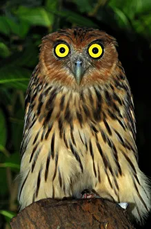 Philippine eagle owl (Bubo philippinensis) captive, endemic to the Philippines Philippine eagle owl (Bubo philippinensis) captive, endemic to the Philippines
