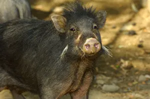 Philippines warty pig (Sus philippensis) head portrait. Found in Luzon, Mindoro, Catanduanes Philippines warty pig (Sus philippensis) head portrait. Found in Luzon, Mindoro, Catanduanes