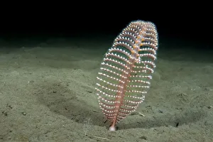 Phosphorescent Seapen (Pennatula phosphorea) extends out of the muddy seabed in the Phosphorescent Seapen (Pennatula phosphorea) extends out of the muddy seabed in the