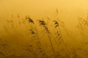 Phragmites reeds (Phragmites australis) at dawn in late autumn sun, Woodwalton Fen Phragmites reeds (Phragmites australis) at dawn in late autumn sun, Woodwalton Fen
