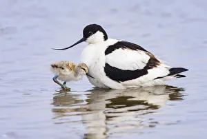 Pied avocet (Recurvirostra avosetta) adult parent and chick together. Suffolk, UK. June Pied avocet (Recurvirostra avosetta) adult parent and chick together. Suffolk, UK. June