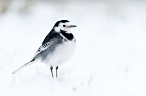 Pied Wagtail {Motacilla alba yarrelli} in snow, nr Bradworthy, Devon, UK. December 2010 Pied Wagtail {Motacilla alba yarrelli} in snow, nr Bradworthy, Devon, UK. December 2010