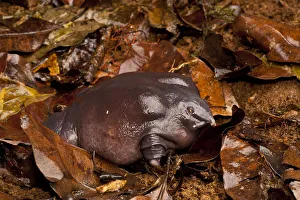 Pig-nosed frog 1+Nasikabatrachus sahyadrensis+2 in leaf litter, Western Ghats, India Pig-nosed frog 1+Nasikabatrachus sahyadrensis+2 in leaf litter, Western Ghats, India