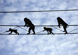 Pigtail Macaques (Macaca nemestrina) crossing purpose-built primate wires" Pigtail Macaques (Macaca nemestrina) crossing purpose-built primate wires"