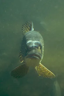 Pike (Esox lucius) portrait, in fishpond, Switzerland, February 2009 Pike (Esox lucius) portrait, in fishpond, Switzerland, February 2009